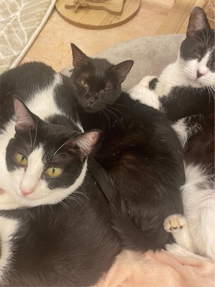 お友達と一緒のひじきの写真。