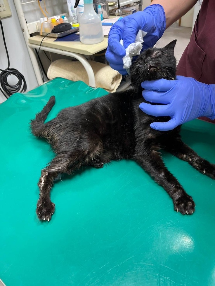 受診中のひじきの写真。