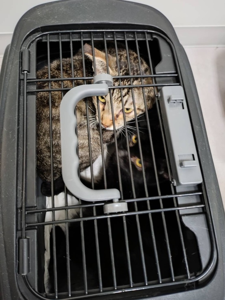 移動の為キャリーにINした保護猫ちゃんたち。