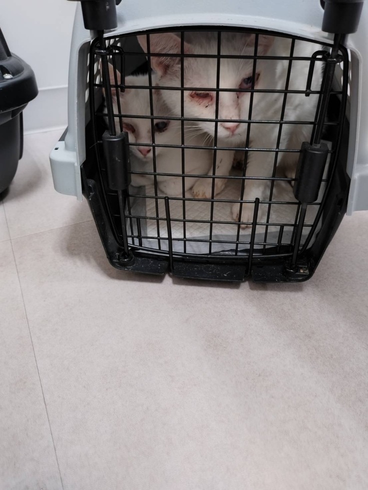 移動の為、キャリーにINした保護猫ちゃんたち。