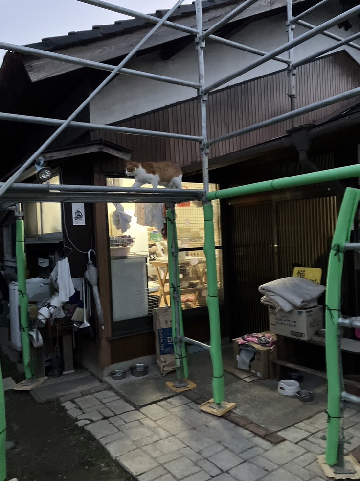 地域猫の茶太郎くんが登って確認中