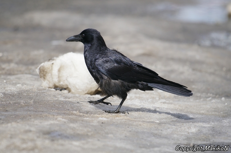 batch_IMGP38060319 (647).JPG