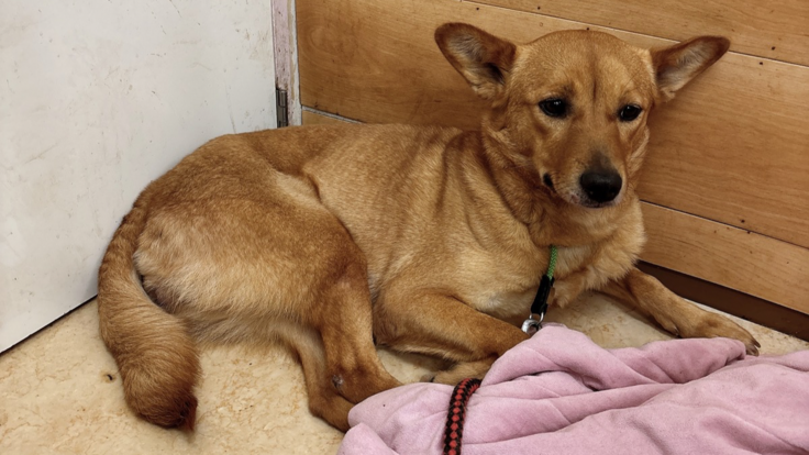 ステラの写真。