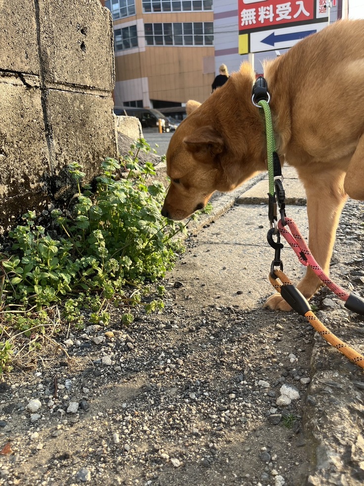 ステラの写真。