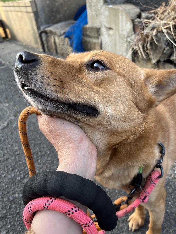 ステラの写真。