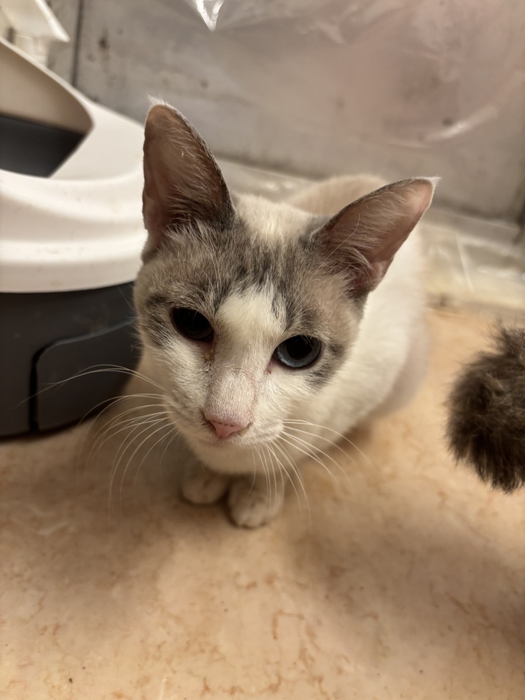 お母さん猫ちゃんの写真