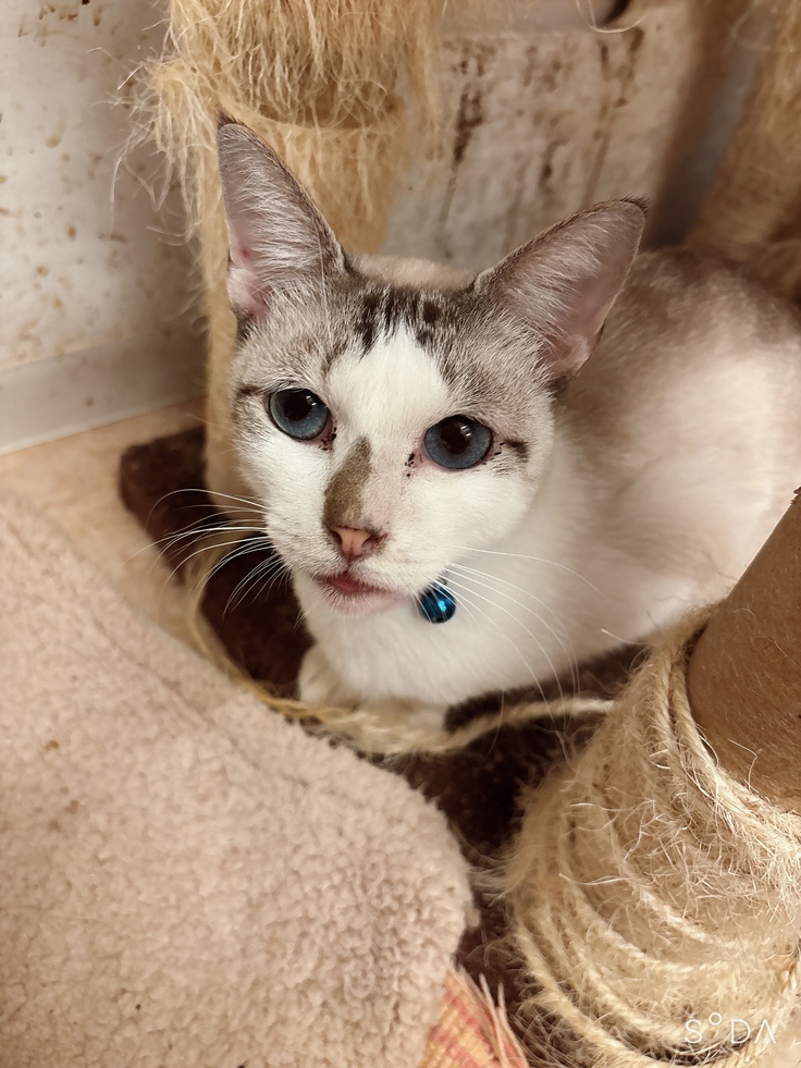 男の子猫ちゃん