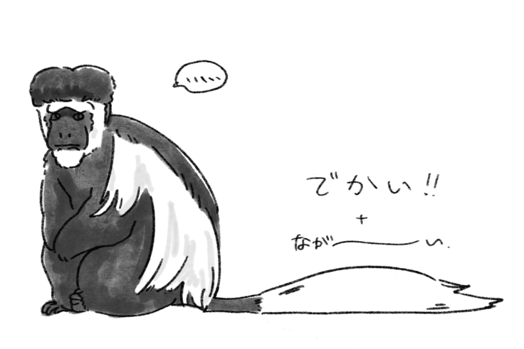 アビシニアコロブスの長いしっぽ