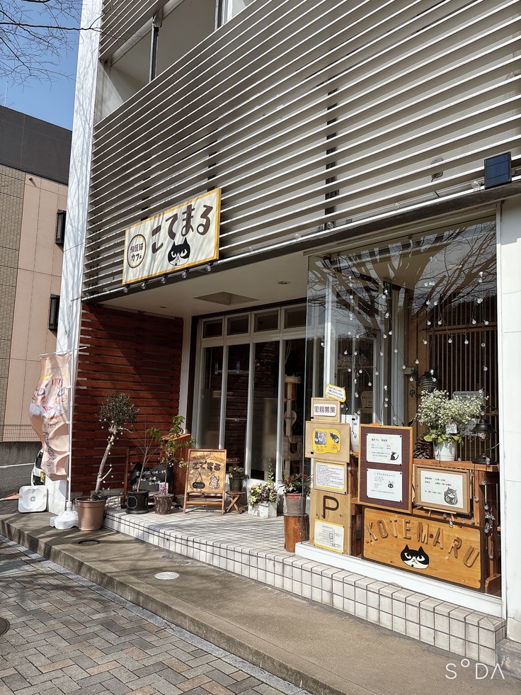 保護猫カフェこてまる 写真