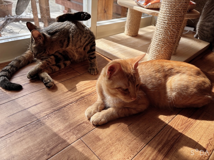 保護猫カフェ こてまる紹介写真