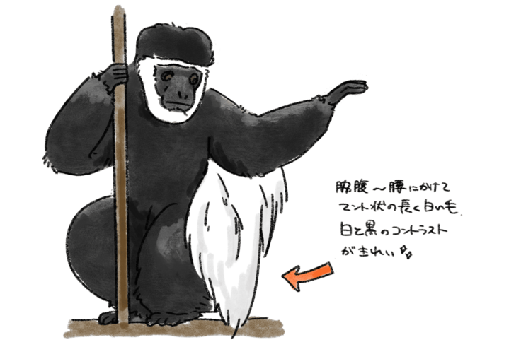 アビシニアコロブスのマントのような体毛