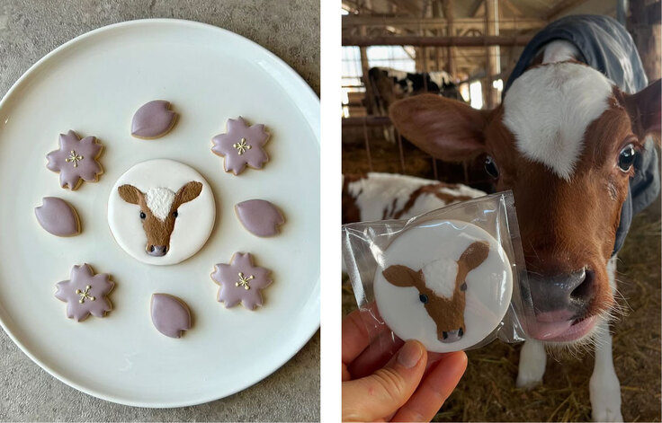 実家の牛さんアイシングクッキー