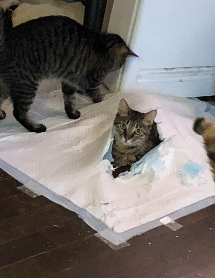 腎臓病で4年頑張って旅立った子