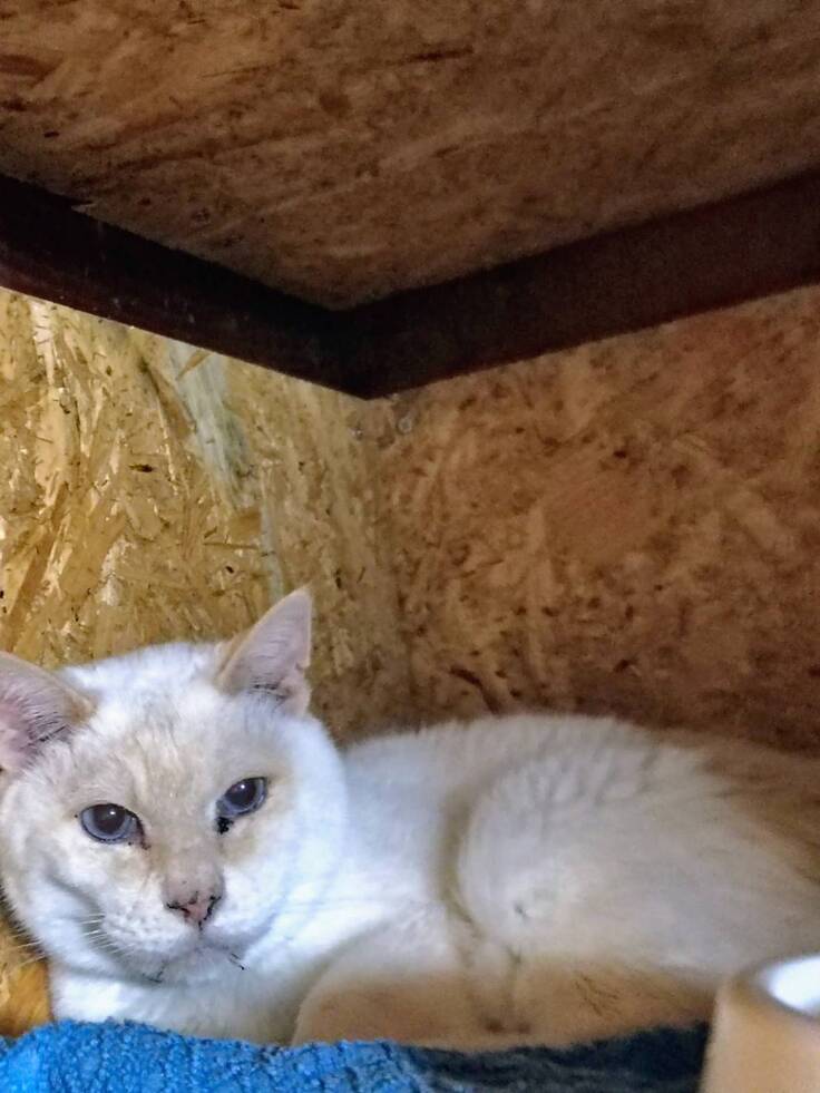 腎不全末期から心臓病へ