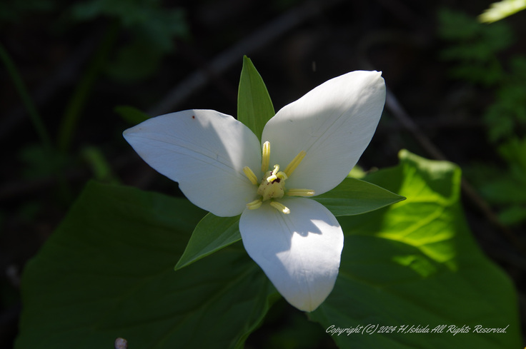 ｵｵﾊﾞﾅﾉｴﾝﾚｲｿｳ