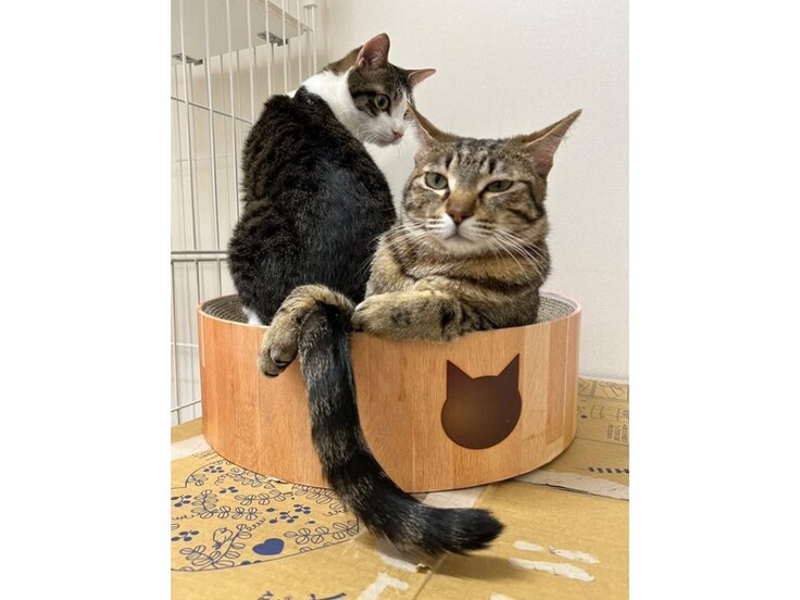 猫舎①円形爪とぎ.jpg