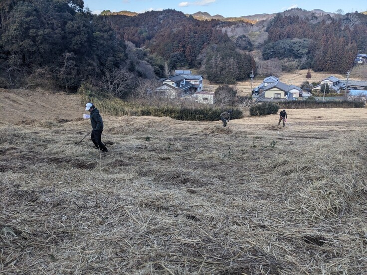 刈り草集めの作業風景
