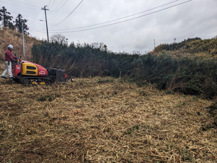 茶樹の伐採風景