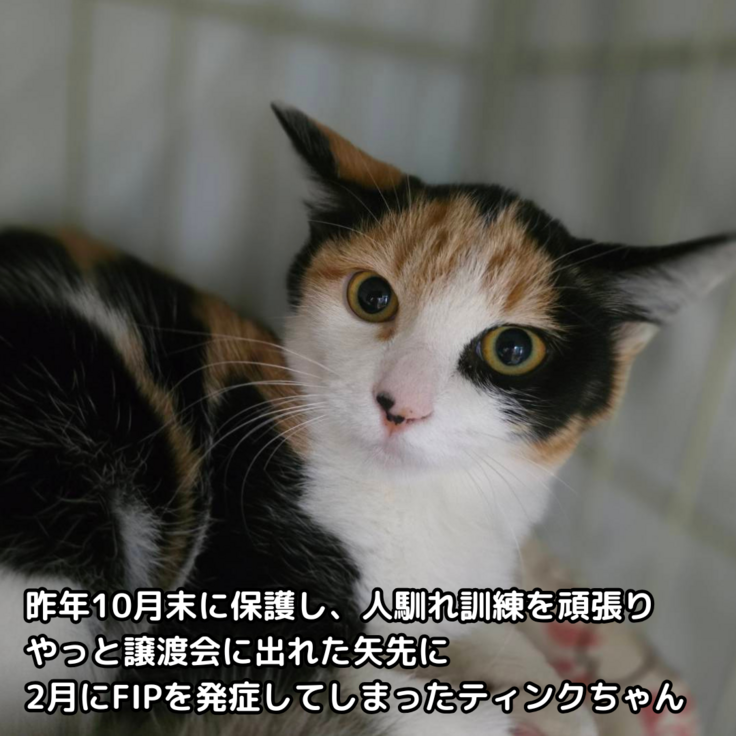 ティンクちゃん