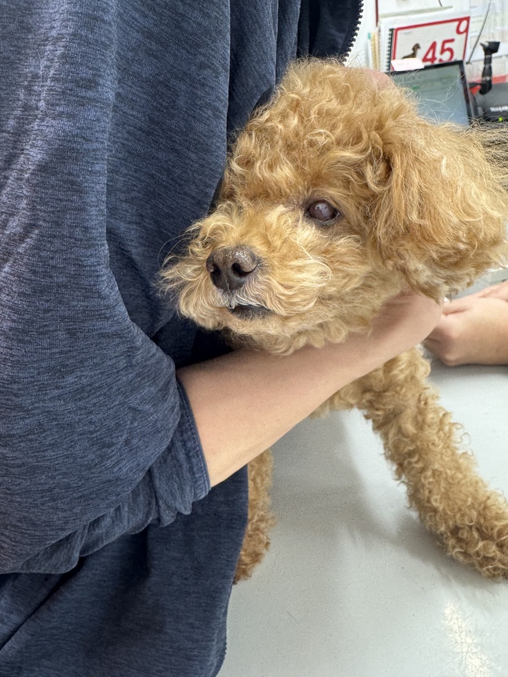 血液検査時のレイちゃん