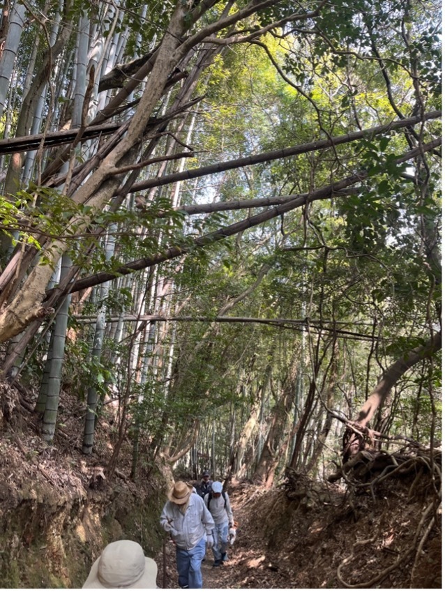 倒木等撤去の様子1