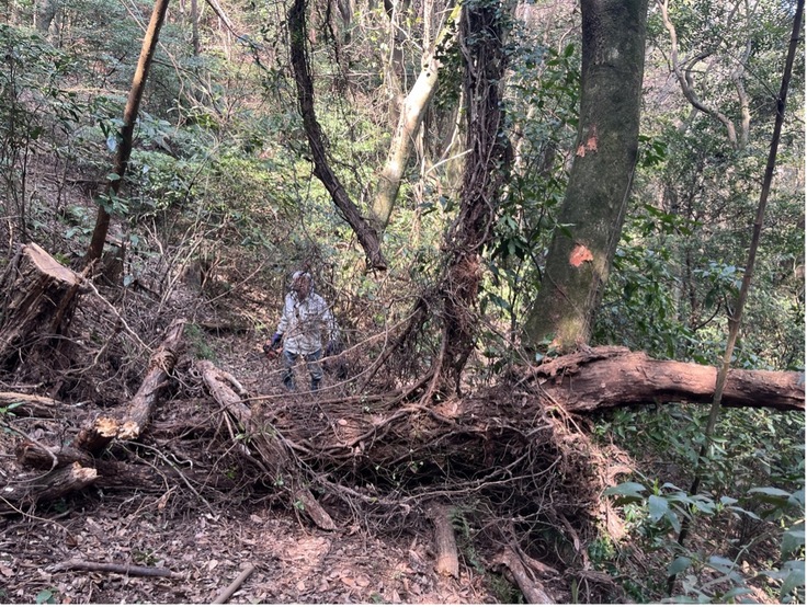 倒木等撤去の様子3