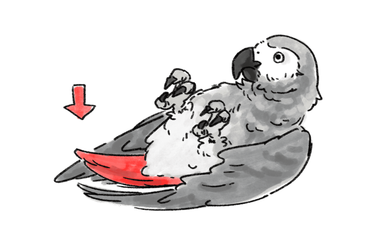 オレンジ色の尻尾