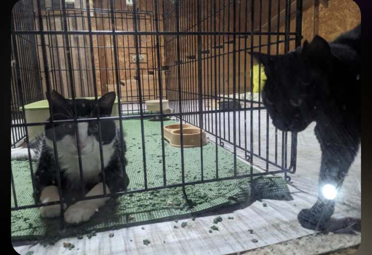 術後ケージの生愛