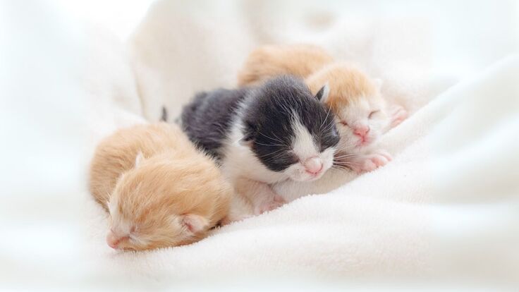 殺処分数される猫の多くは子猫たちです