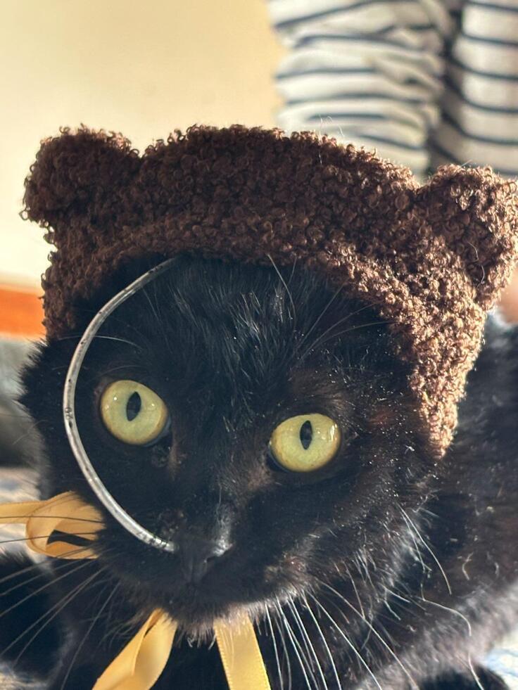 原因不明のバルカン