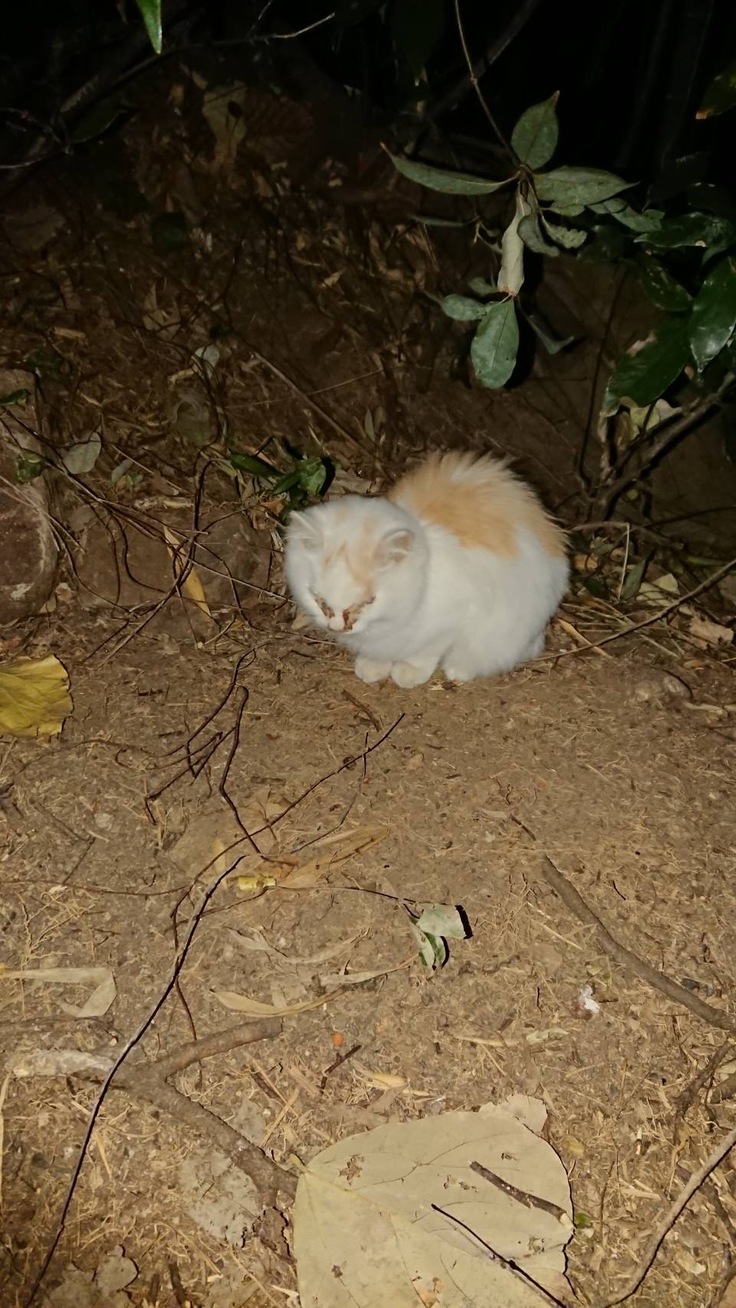 ご飯にも困らず