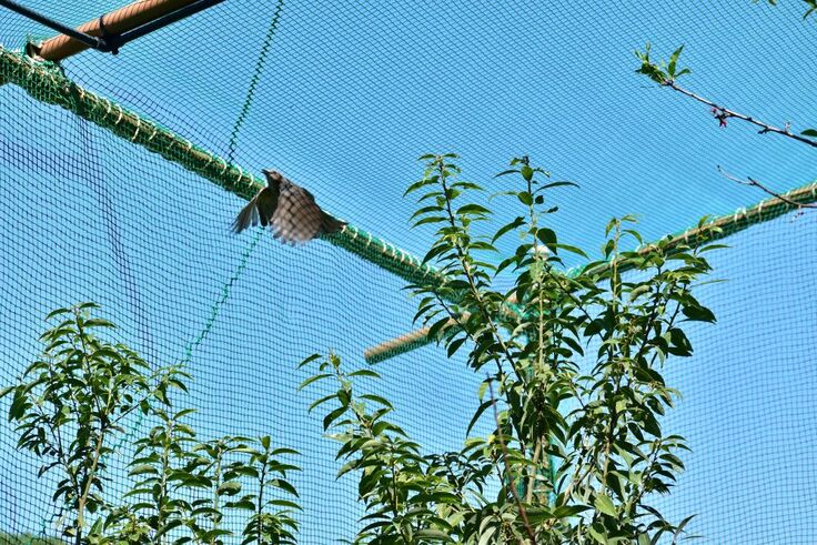 ヒヨドリ(チュッピ)syリリース (6).JPG