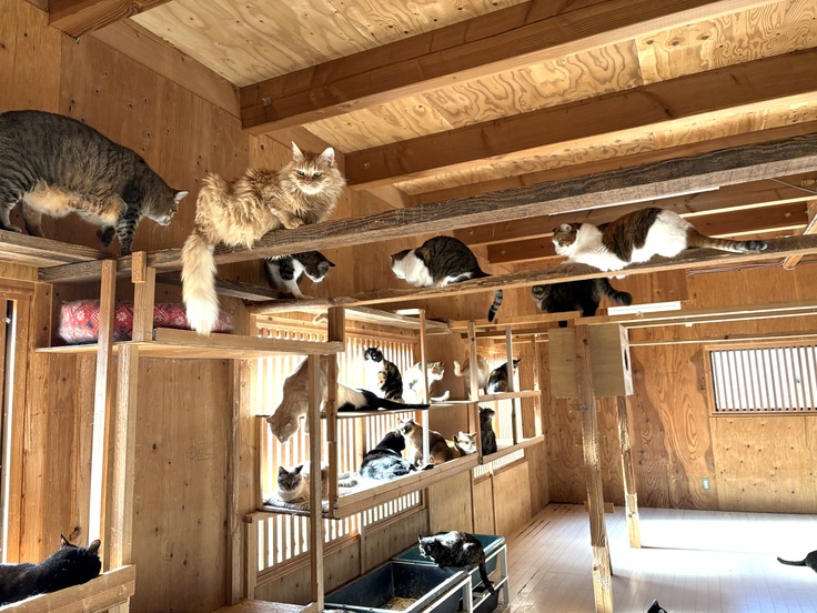 猫ハウス写真.jpg