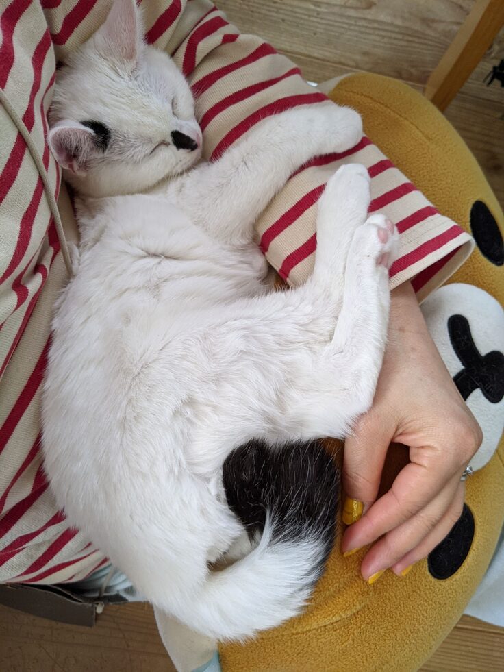 甘えん坊さんです