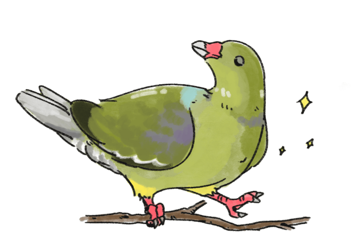 アフリカアオバトの羽の色