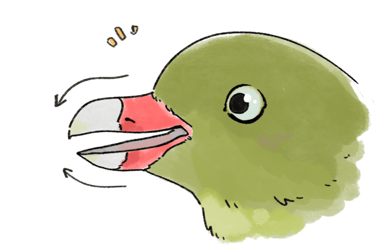 アフリカアオバトのクチバシ