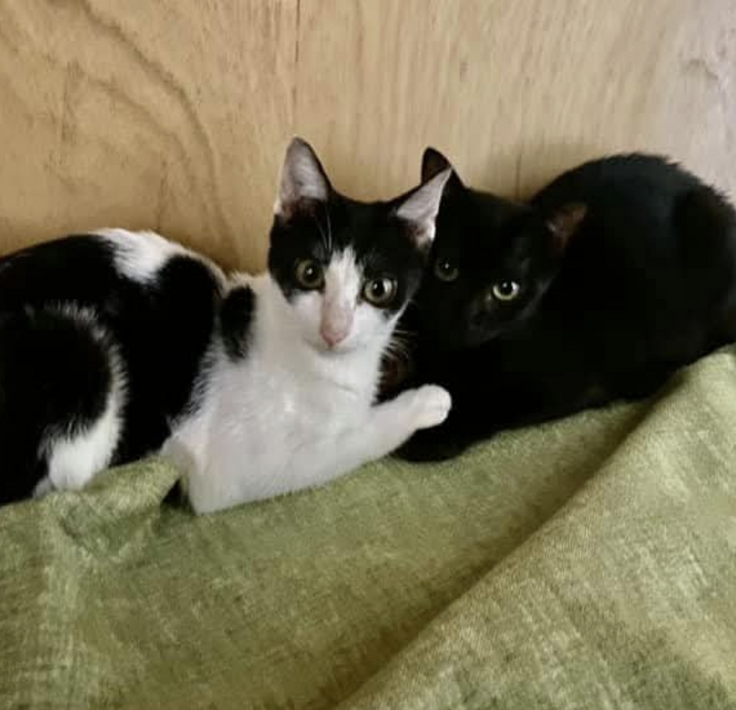 レスキューしたときの2匹