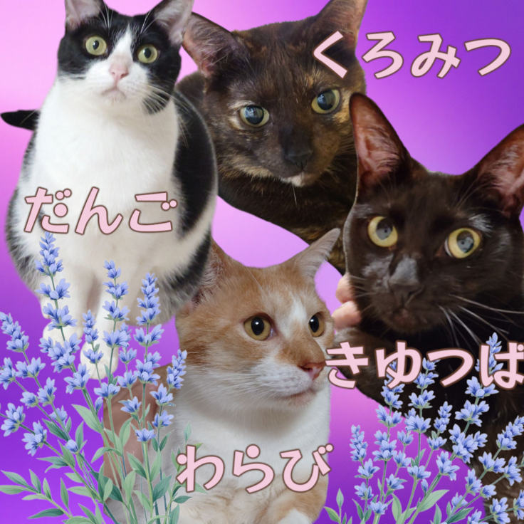 レスキュー組の里親募集中メンバー