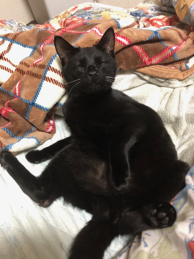 元気な時のビビちゃん