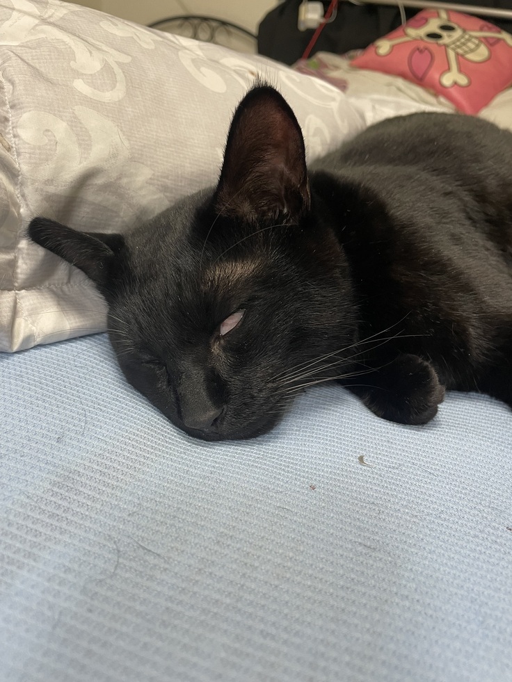 脳炎の時のビビちゃん