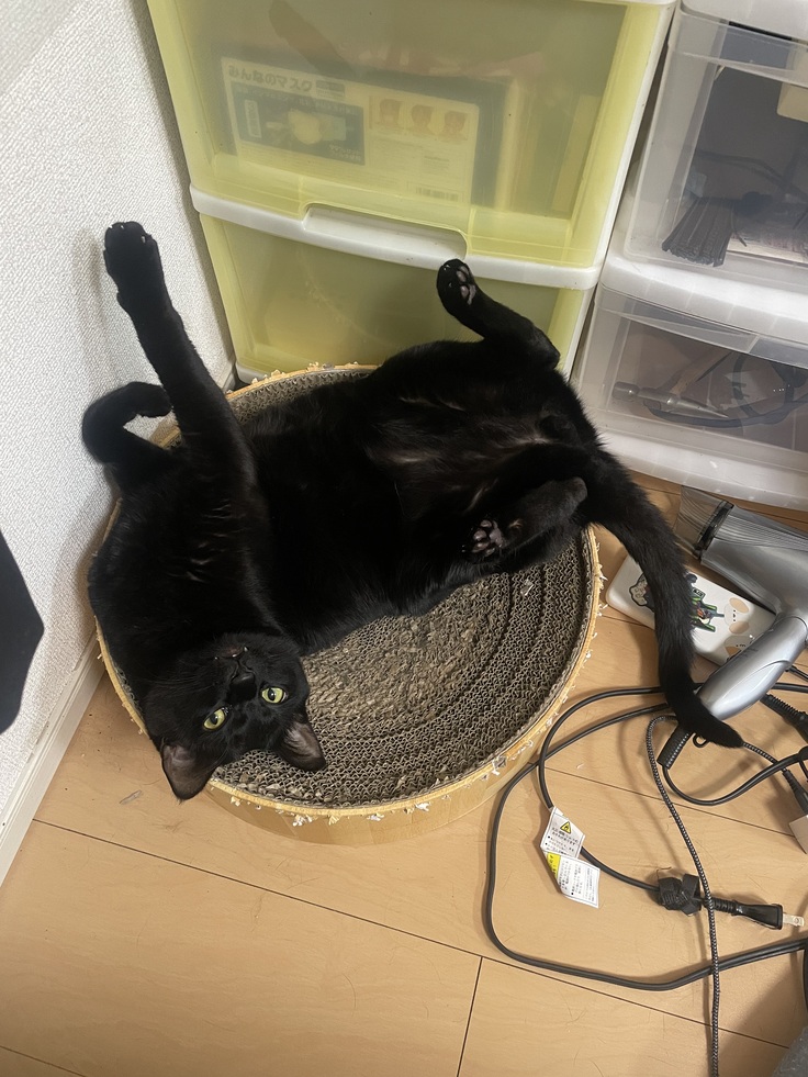 少し元気なびびちゃん3月ごろ