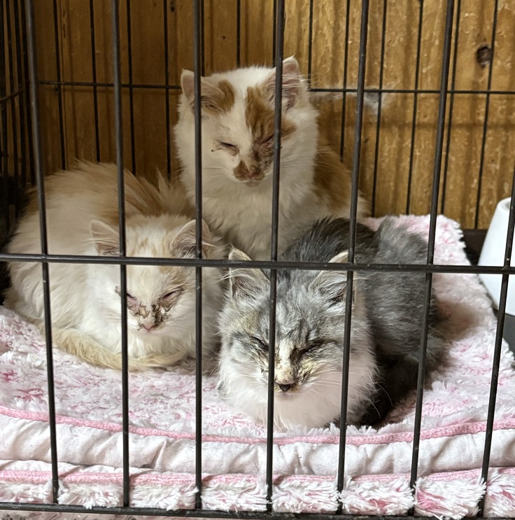 保護した時はみんなひどい猫風邪をひいて栄養失調の状態です
