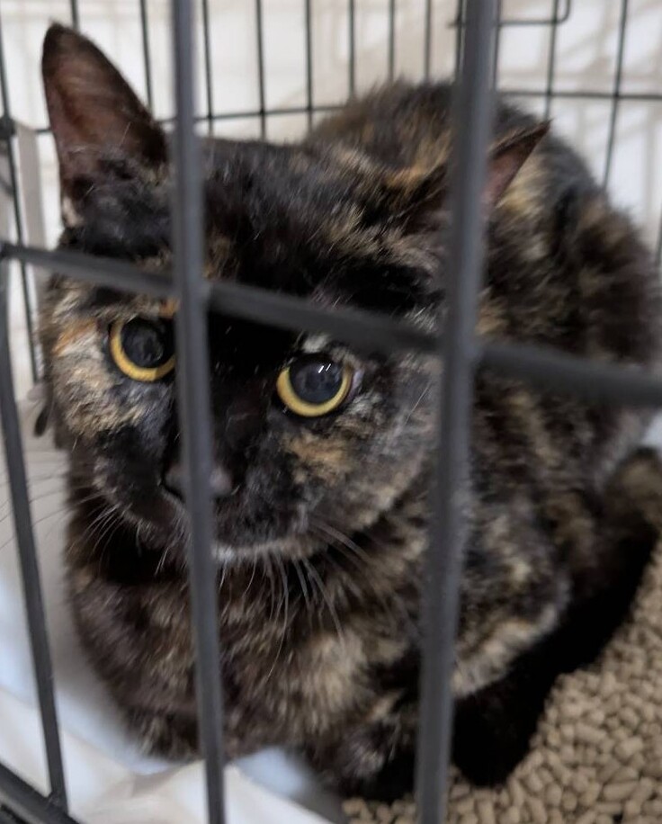 大人しい猫さん