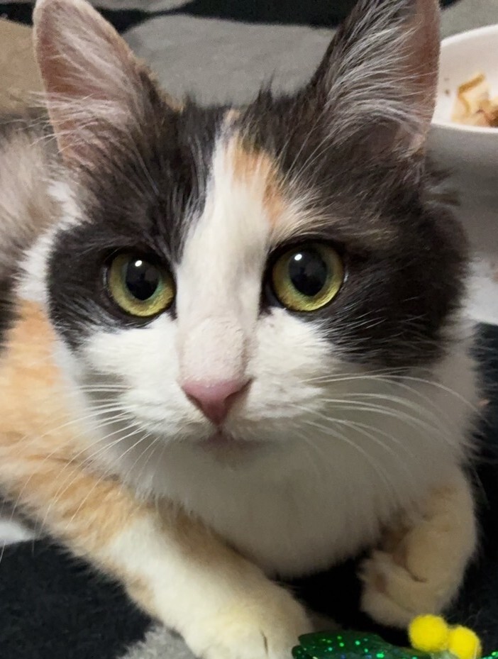 預かりさんに大事にされてふわふわの美人さん、元気になりました