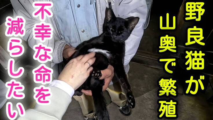 八女多頭飼育崩壊支援