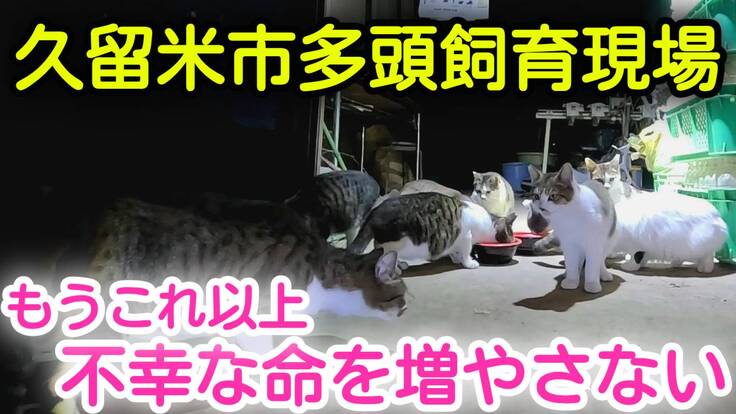 久留米多頭飼育崩壊支援