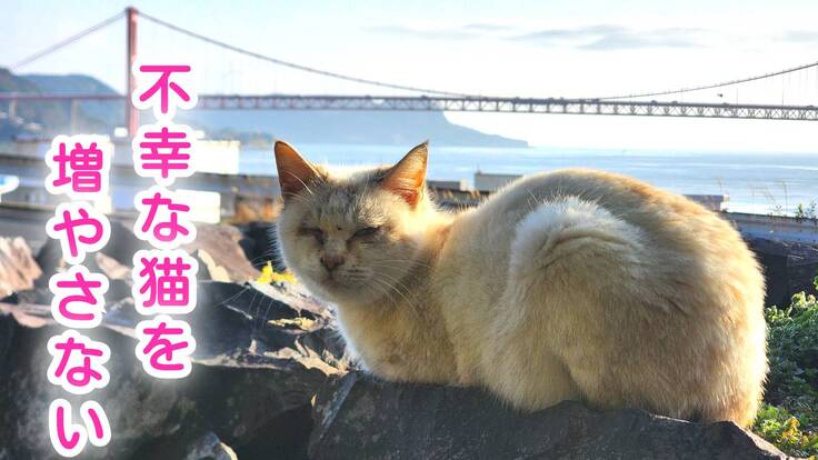 平戸市多頭飼育崩壊支援