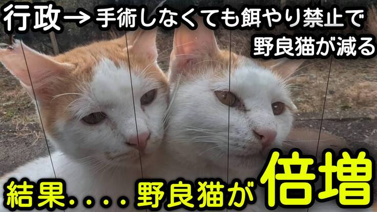 松浦市多頭飼育崩壊支援