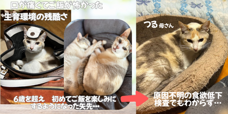 ２度の抜歯手術をへてようやく食べらえるようになったのに