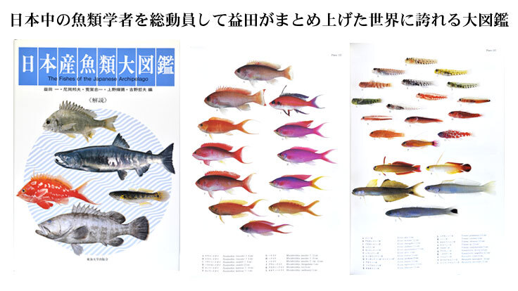 日本産魚類大図鑑イメージ2